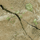 Image for article titled Can you tell satellite images from microscopic pictures? Test yourself